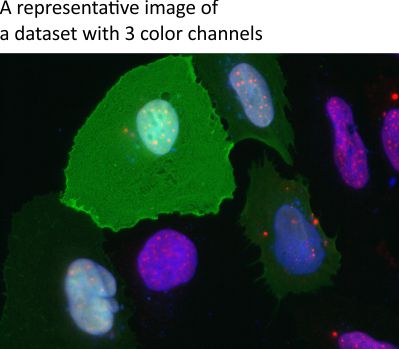 Example dataset for cell outline segmentation