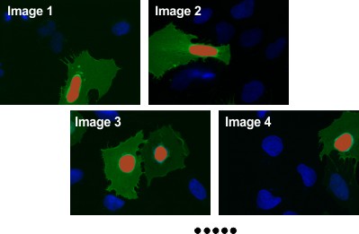 Segment nuclei