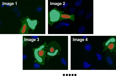 Segmented nuclei, cytoplasm