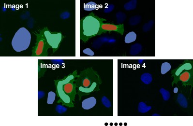 Segmented nuclei, cytoplasm, background
