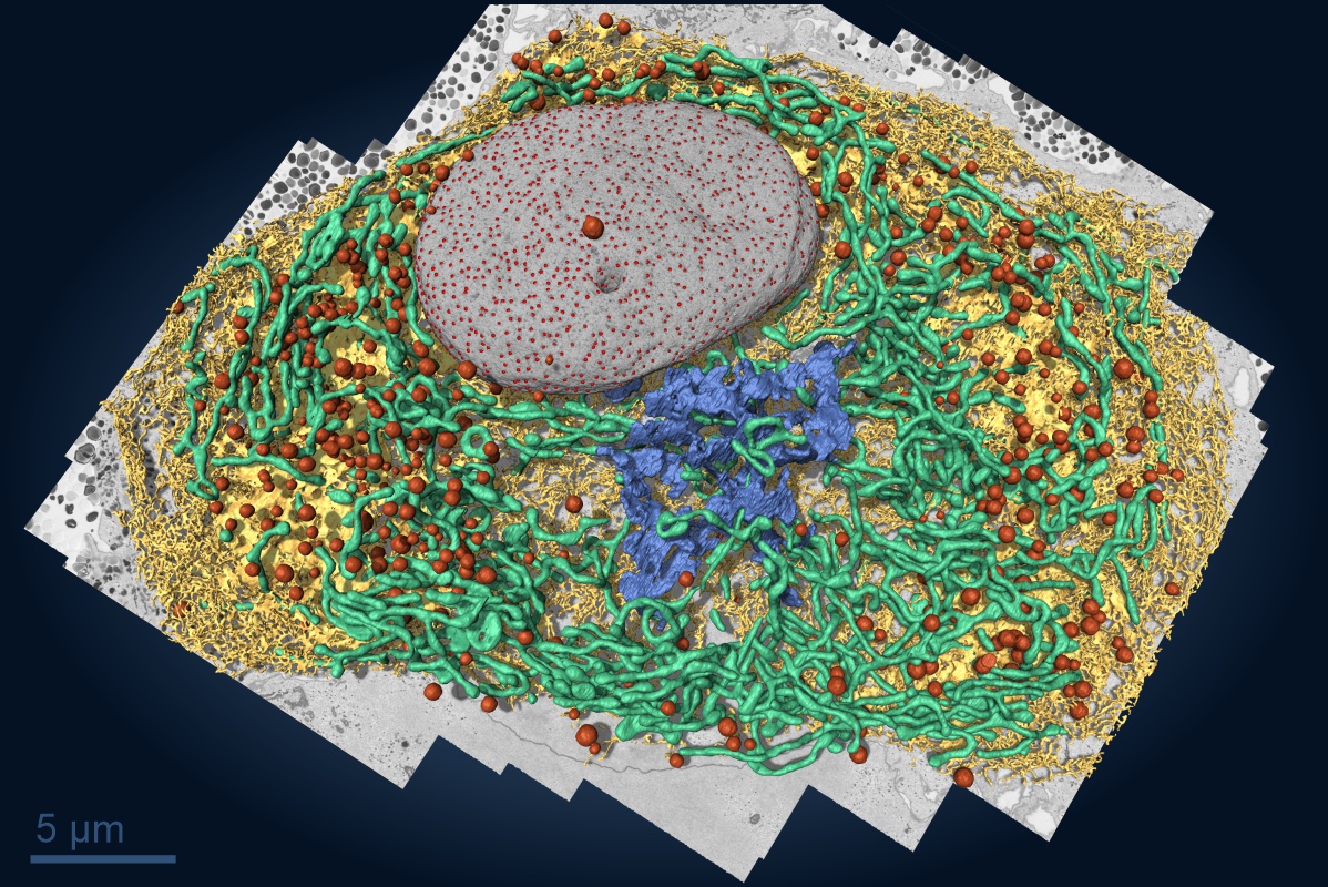 Application of deep learning for segmentation of a human macrophage cell