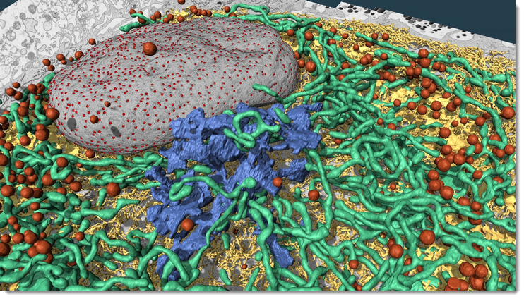 A model of a human macrophage cell