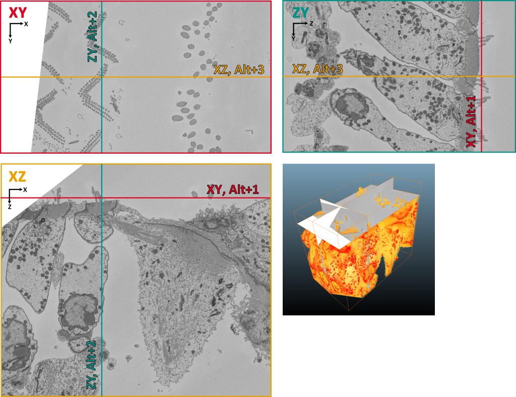 Example of a dataset in different orientations