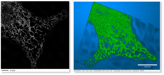 LM → 3D SIM ER