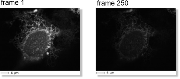 LM → WF ER Photobleaching