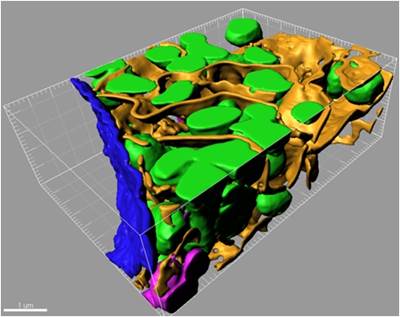 Imaris Surface
