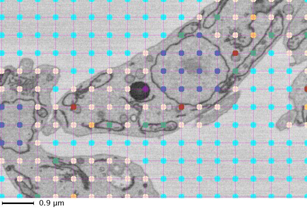 Application of stereology to quantify surface fractions
