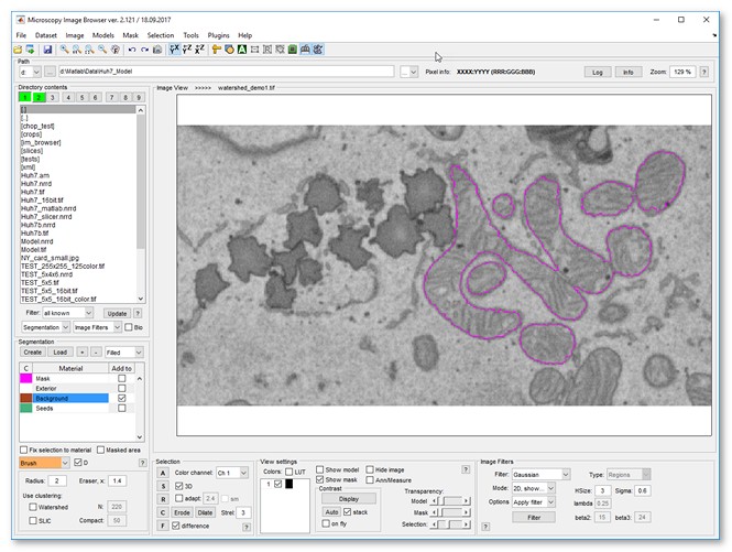 Segmented mitochondria